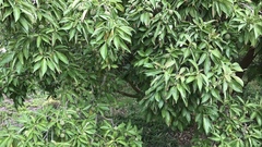 Cornus kousa