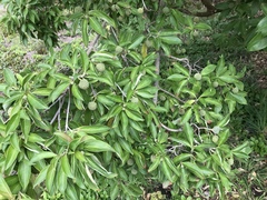 Cornus kousa