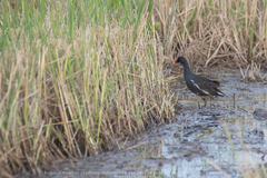 Gallinula chloropus