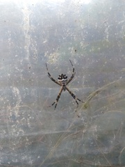 Argiope argentata