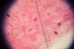 Psathyrella spadiceogrisea