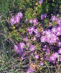 Drosanthemum hispidum