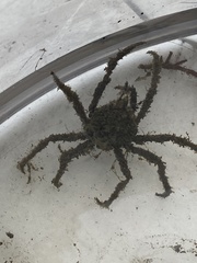 Pyromaia tuberculata