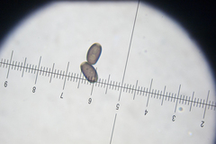 Psathyrella spadiceogrisea