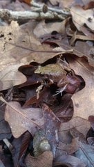 Eleutherodactylus cystignathoides