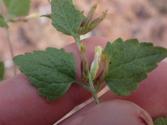 Brickellia baccharidea