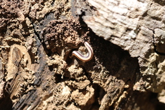 Spirobolellus immigrans