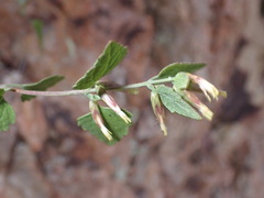 Brickellia baccharidea