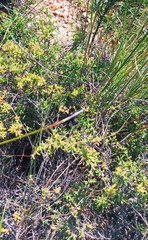 Drosanthemum parvifolium