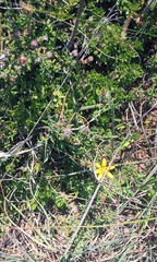 Gorteria piloselloides