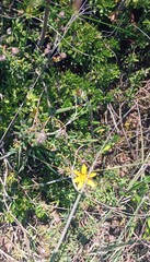 Gorteria piloselloides