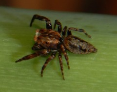 Paraphilaeus daemeli