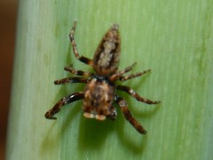 Paraphilaeus daemeli