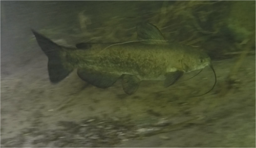 Headwater Catfish