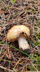 Russula bicolor