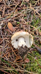 Russula bicolor
