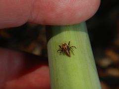 Paraphilaeus daemeli