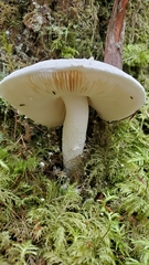 Amanita smithiana