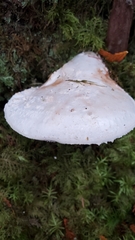 Amanita smithiana