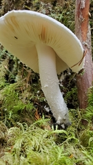 Amanita smithiana