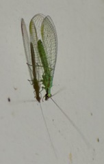 Chrysopa coloradensis