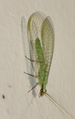 Chrysopa coloradensis