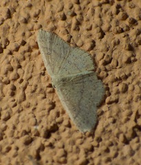Cyclophora dataria