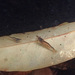 Lord Howe Freshwater Shrimp - Photo (c) Keith Martin-Smith, some rights reserved (CC BY-NC), uploaded by Keith Martin-Smith