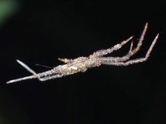Brunepisinus selirong