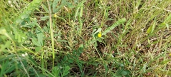 Crotalaria hebecarpa