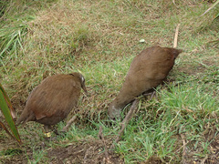 Gallirallus sylvestris