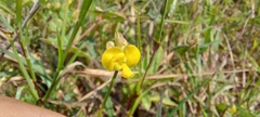 Vigna indica