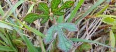 Vigna indica