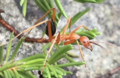 Leptomyrmex nigriventris