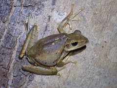 Polypedates leucomystax