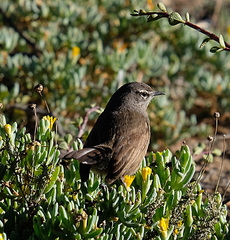 Cercotrichas coryphoeus coryphoeus