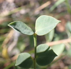Tithymalus