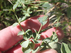 Tithymalus
