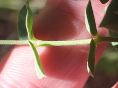 Tithymalus
