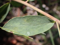 Tithymalus