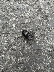 Serrognathus titanus platymelus