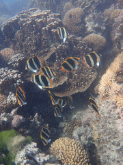 Chaetodon tricinctus