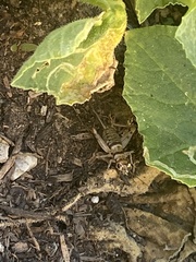 Gryllodes sigillatus