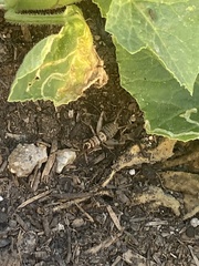 Gryllodes sigillatus