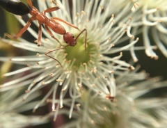 Leptomyrmex nigriventris