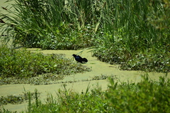 Quiscalus major image