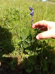 Lupinus polycarpus