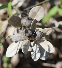 Baptisia nuttalliana