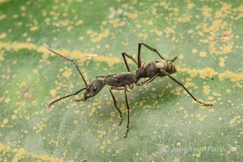 几何双刺猛蚁Diacamma geometricum