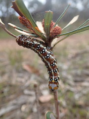 Psalidostetha banksiae